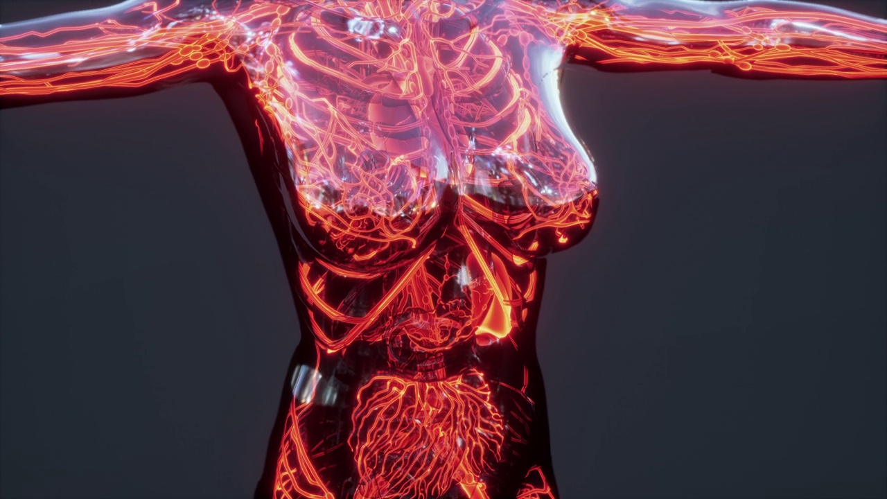 人体解剖扫描显示血液循环的分析视频素材