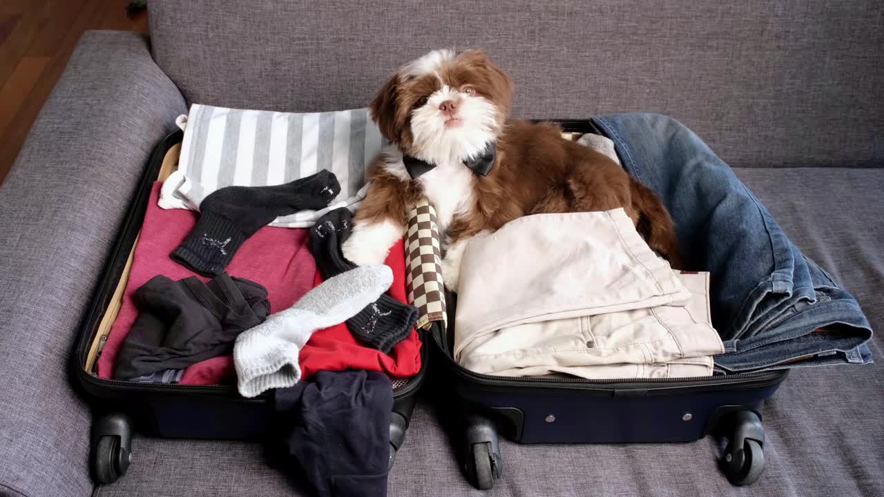 男子从行李箱里脱下裤子，旁边的狮子狗就躺在行李箱上。视频下载