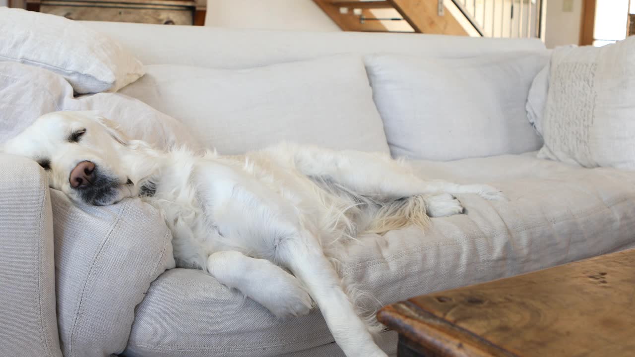 金毛寻回犬在沙发上放松视频下载