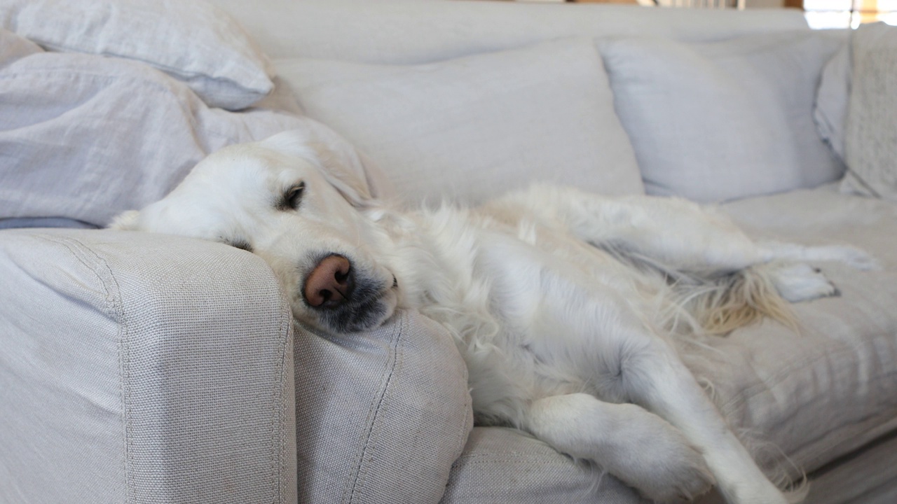 金毛寻回犬在沙发上放松视频素材