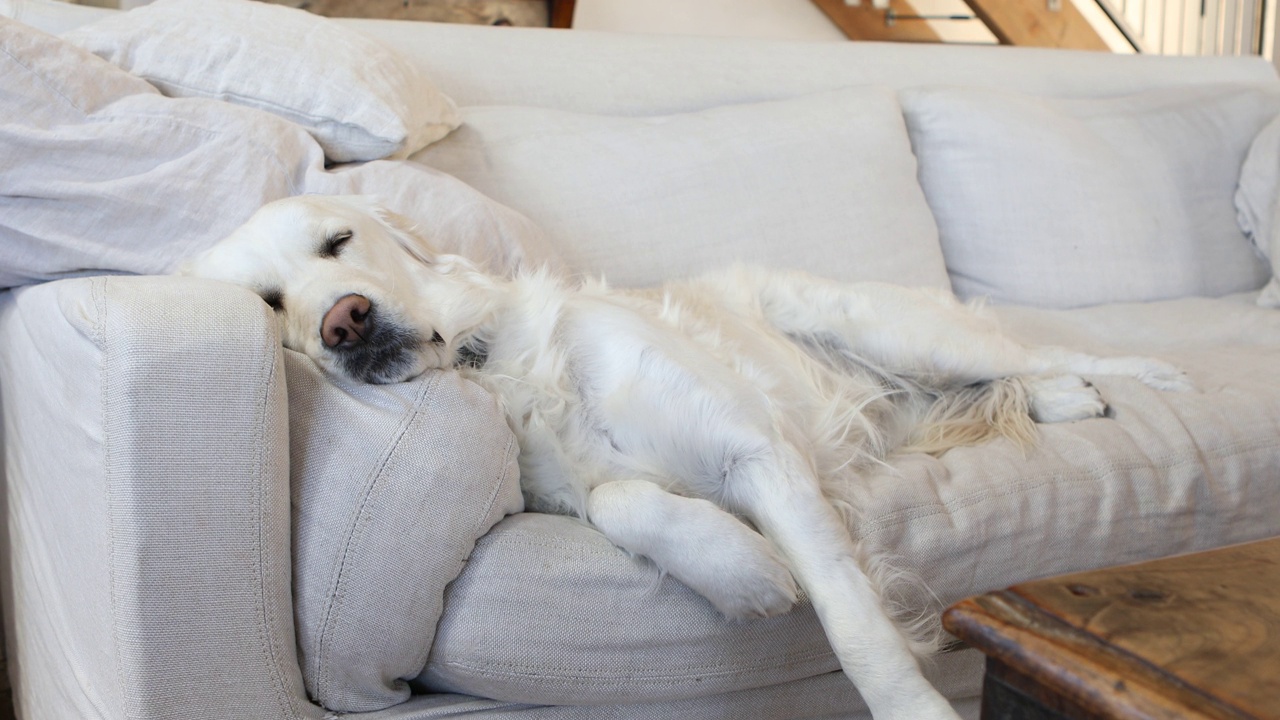金毛寻回犬在沙发上放松视频素材