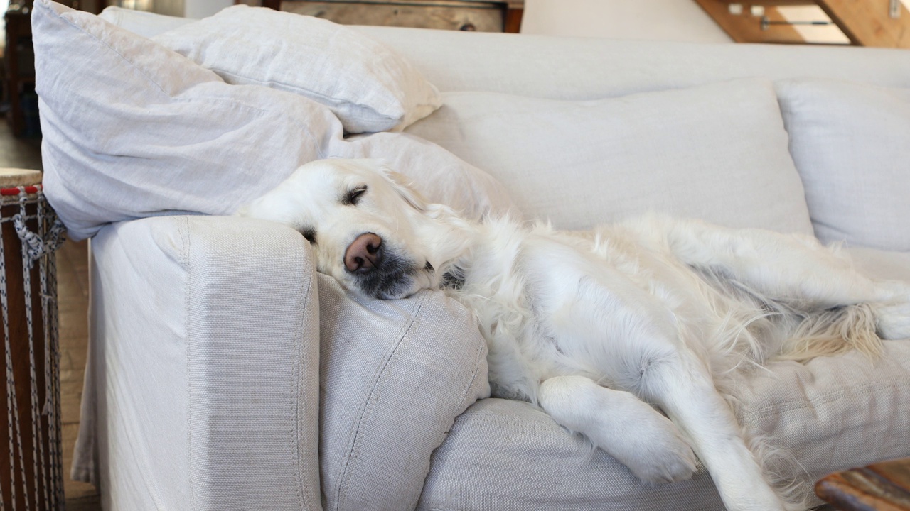 金毛寻回犬在沙发上放松视频下载