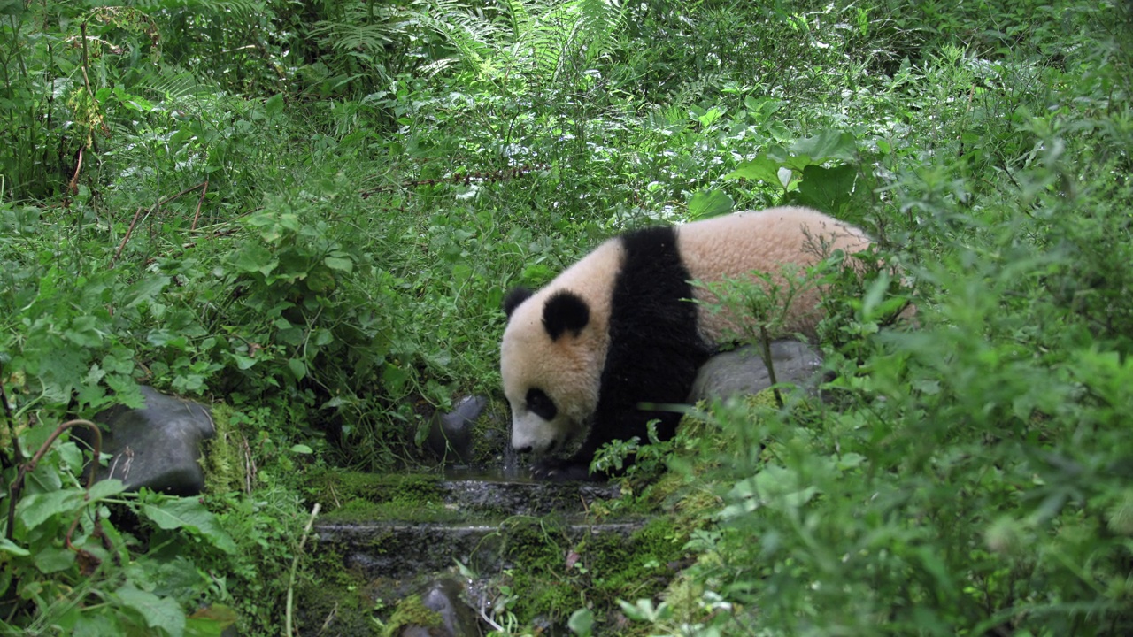 大熊猫在中国森林的小河里视频下载