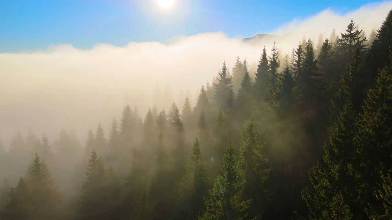 鸟瞰图明亮的阳光照亮光束雾黑暗的森林与松树在秋天日出。雾蒙蒙的黎明，令人惊叹的野生森林。环境与自然保护理念视频素材