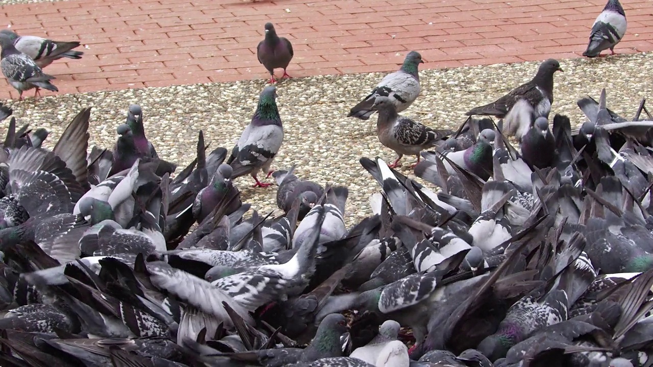 一群鸽子在公园的水泥地上吃小麦视频素材
