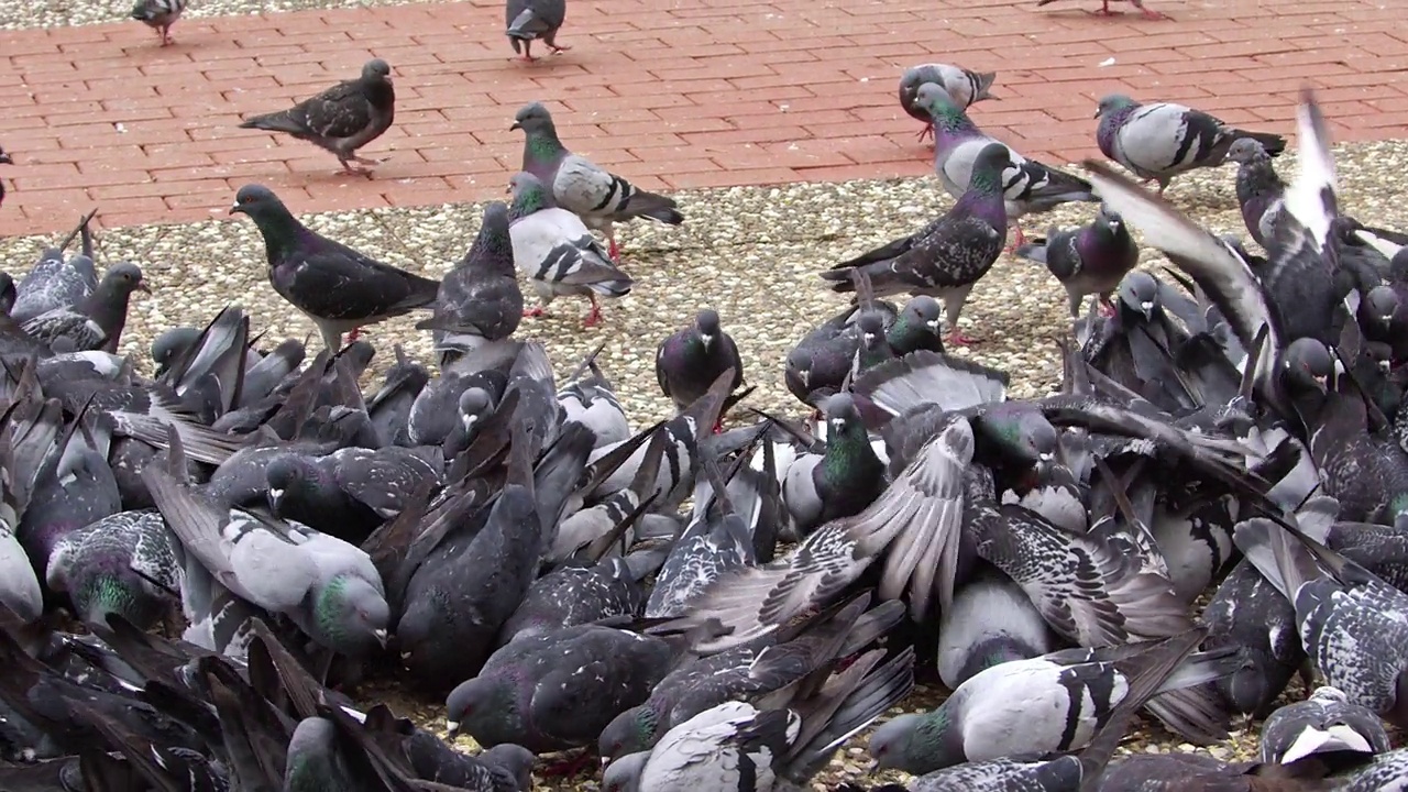 一群鸽子在公园的水泥地上吃小麦视频素材