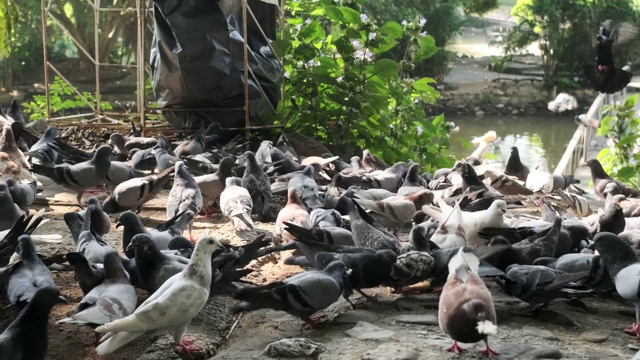 一群鸽子在环境优美的自然公园里吃东西。视频素材