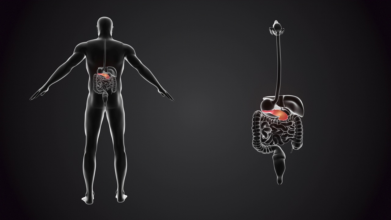 人体与胰腺解剖视频素材