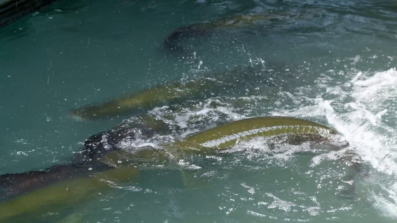 巨舌鱼，危险的亚马逊鱼，巨大的视频素材