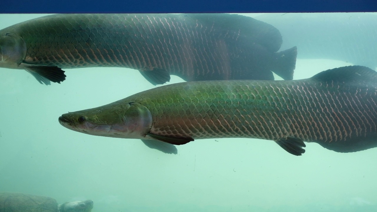 巨舌鱼，危险的亚马逊鱼，巨大的视频素材