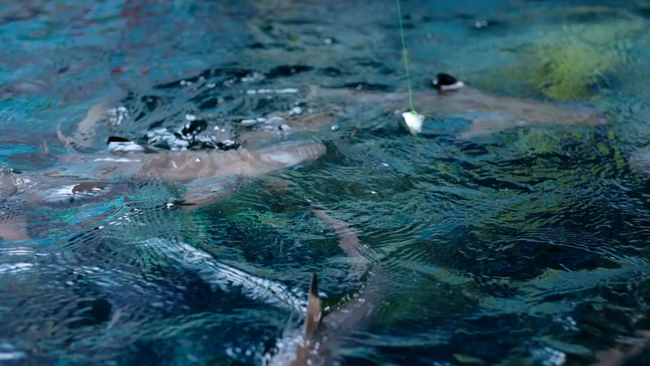 鲨鱼在水面上游泳。视频素材