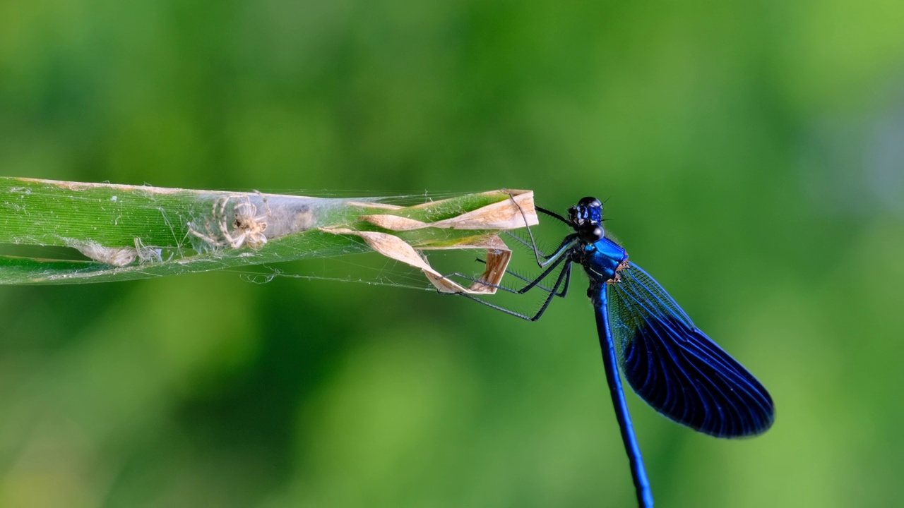 垂直视频蓝色蜻蜓在绿色的自然河流的一个分支，特写视频素材