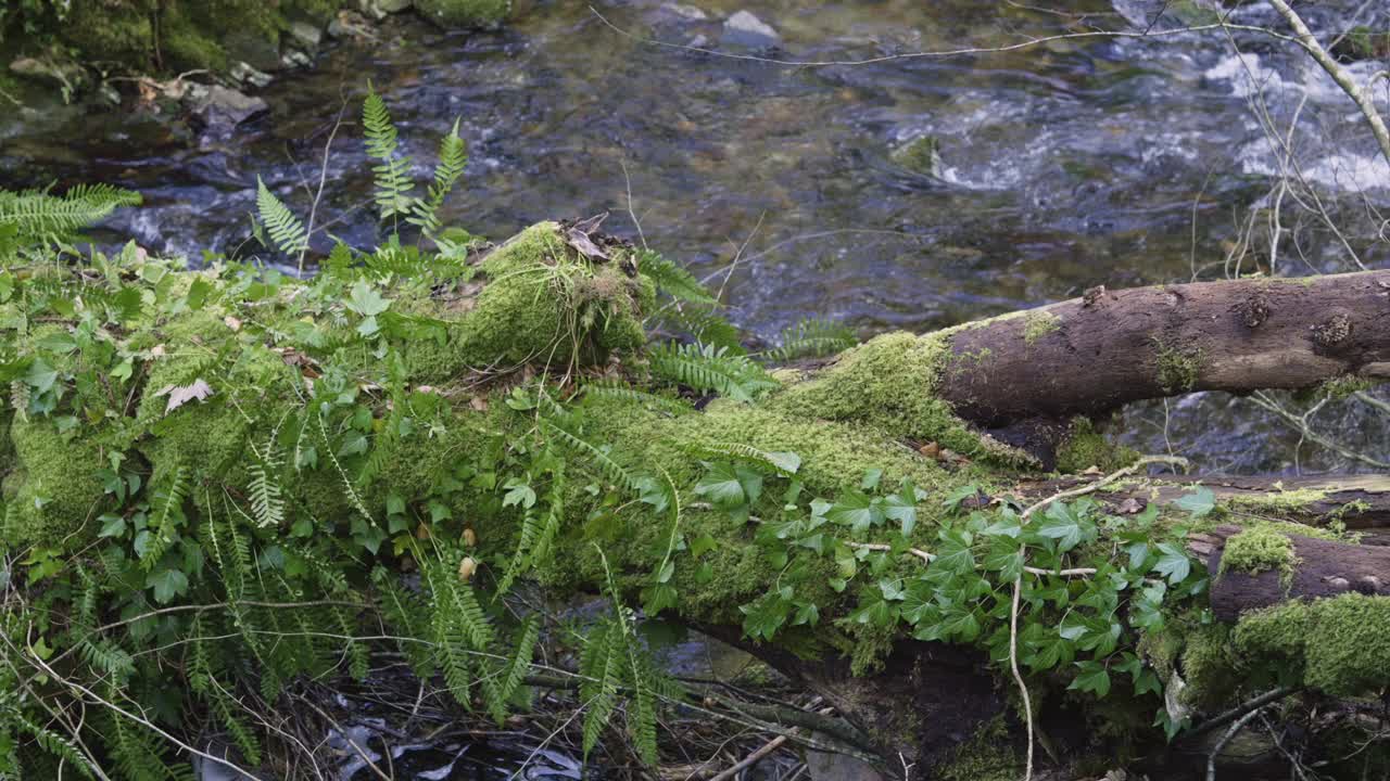 长满青苔和常春藤的树干横跨小溪视频下载