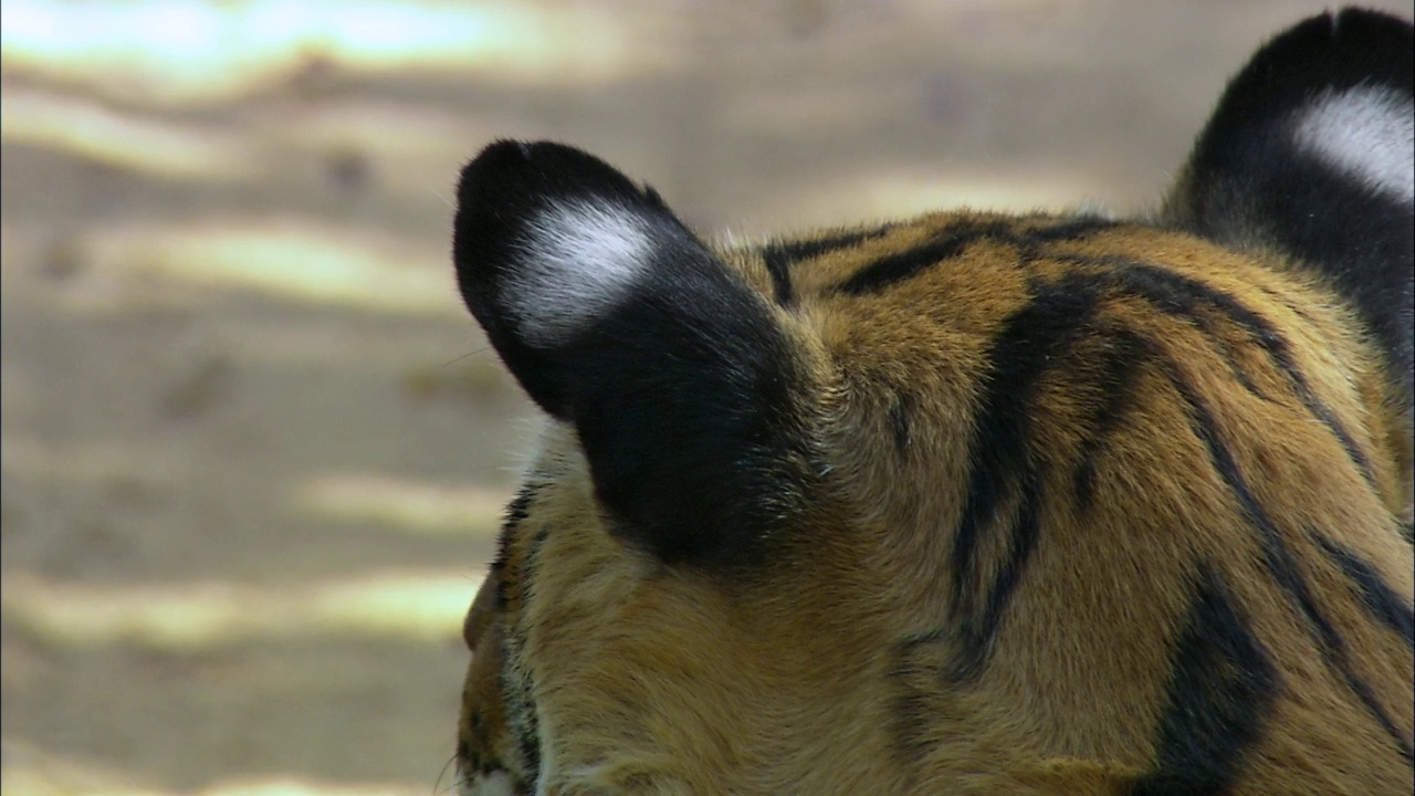 著名的老虎machli在森林中放松-极端特写镜头视频下载