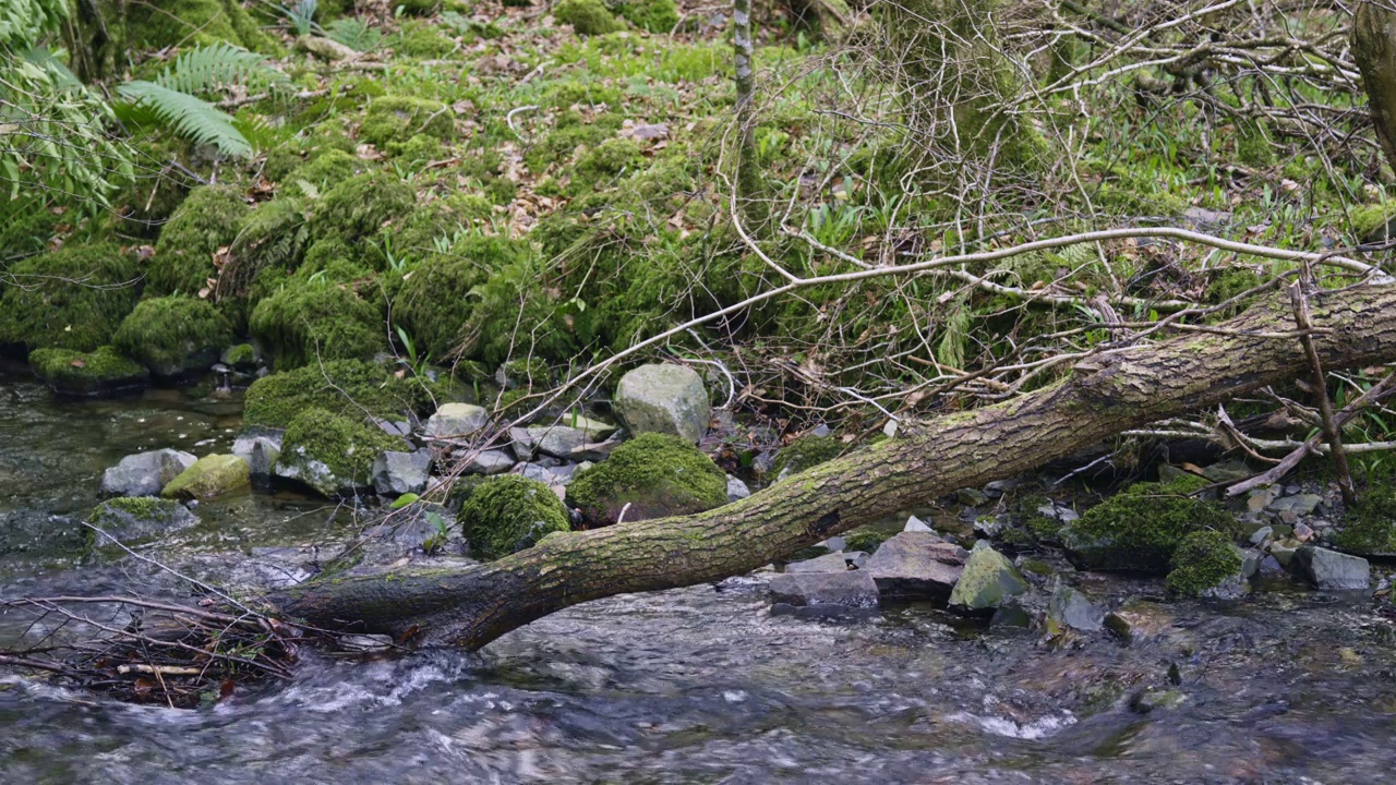 在一片林地的小溪上倒下的树视频下载
