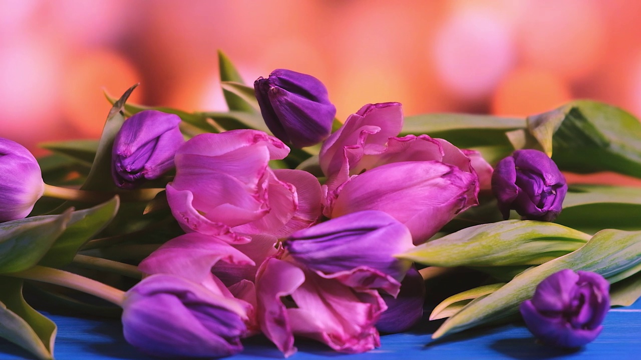 蓝色的木桌上放着粉红色的花和绿叶。郁金香视频素材