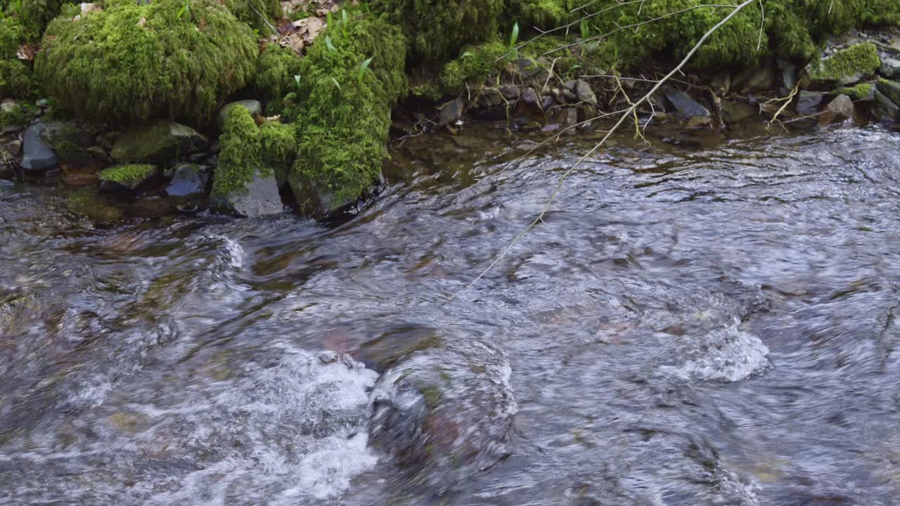 流经林地的小溪视频下载