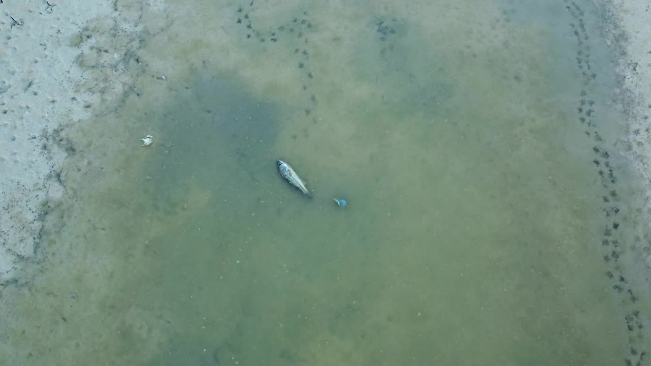 鸟瞰因缺少雨水而死鱼的河床。视频素材
