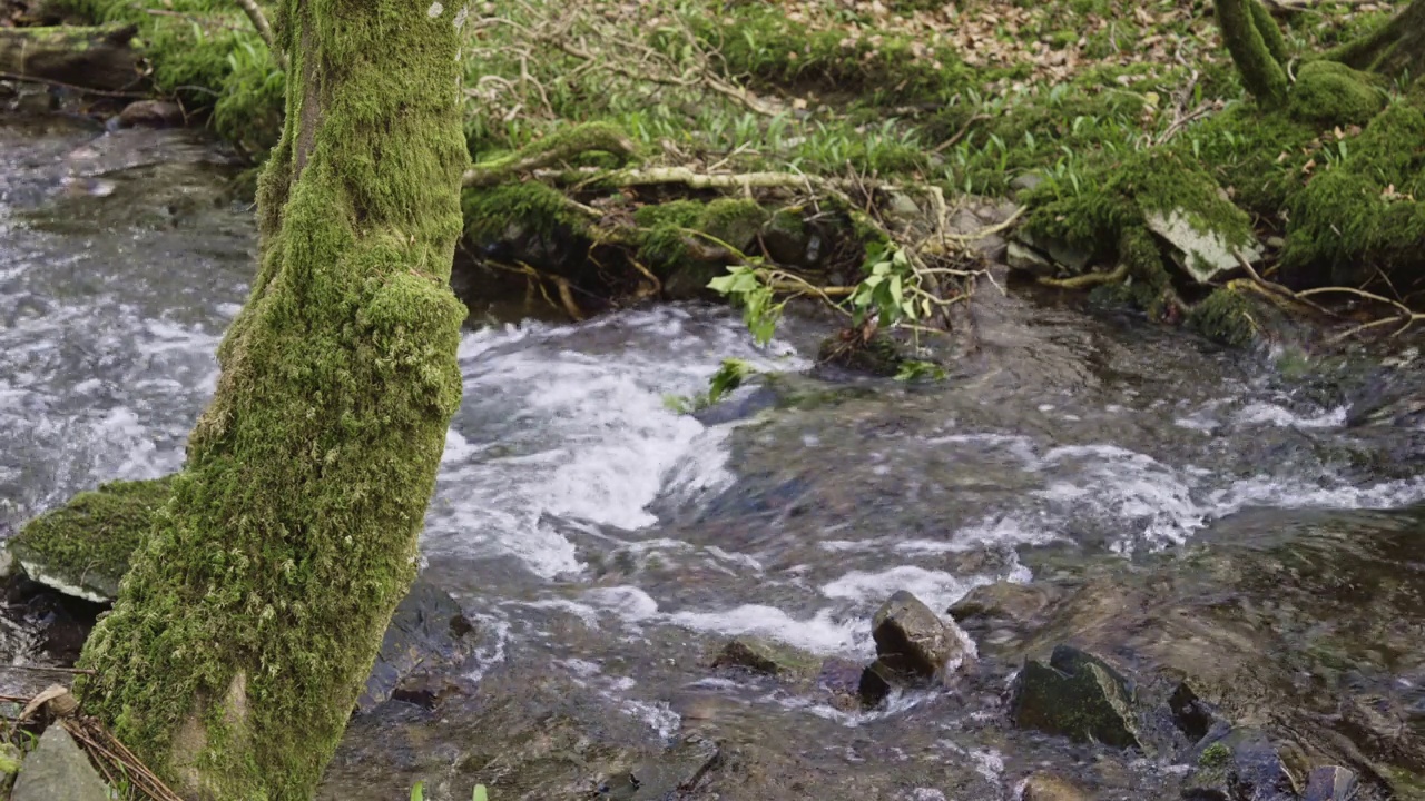 小溪边树干上的苔藓视频下载