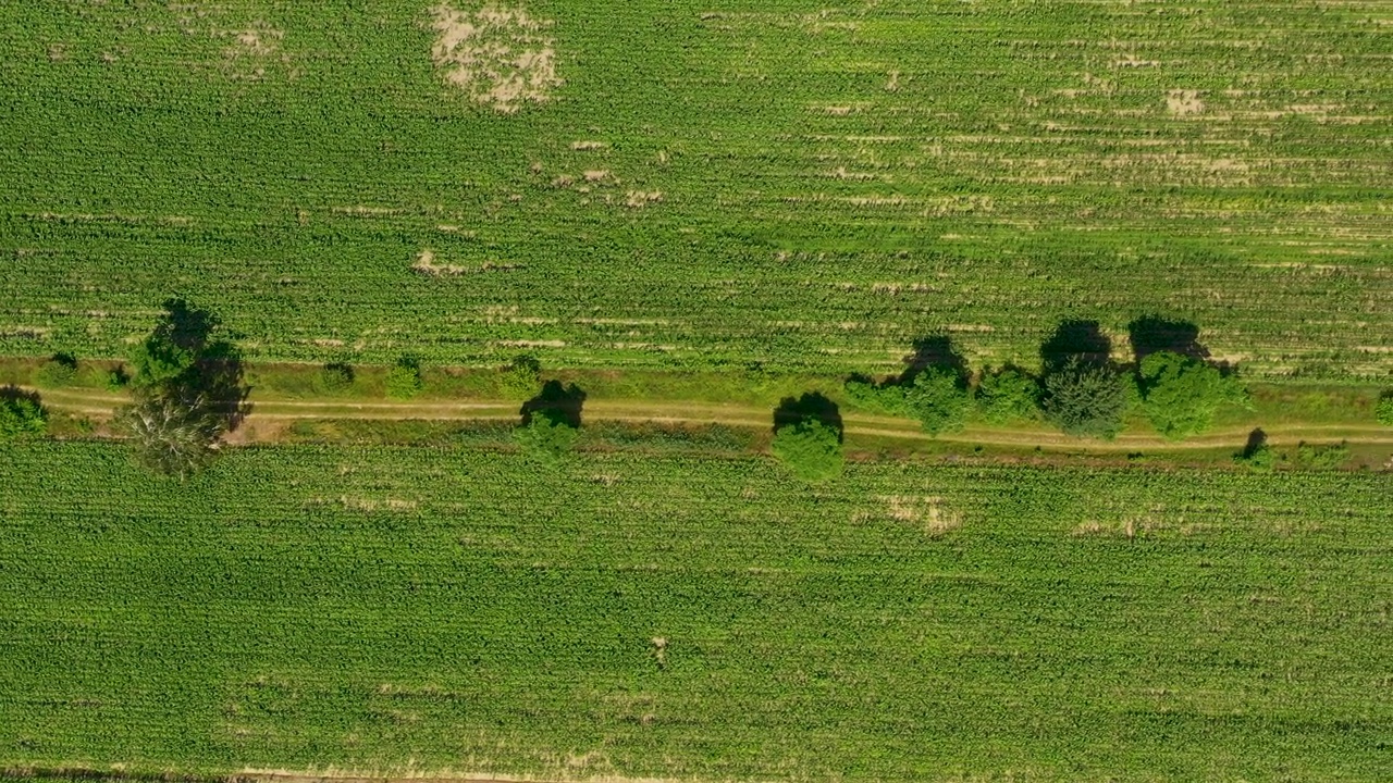 初夏田间不同作物对角线的绿色抽象图像，由无人机直接从地面拍摄视频素材