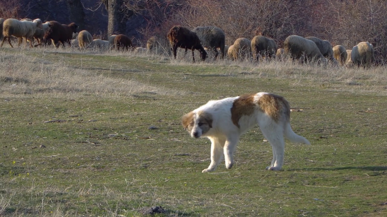 牧羊犬在草地上看守羊群视频下载