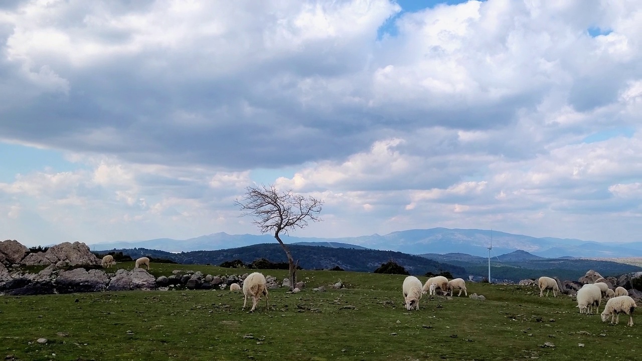 在牧场吃草的羊视频素材