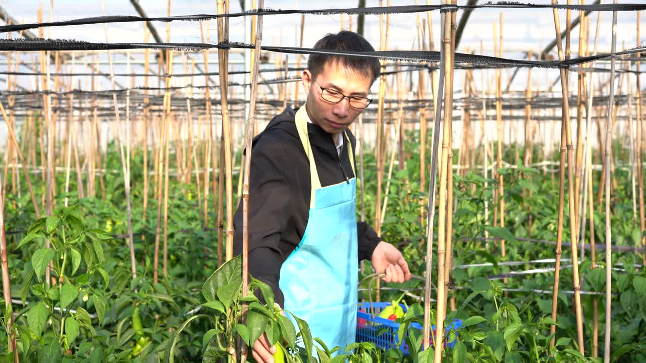 亚洲男子在温室里采摘成熟的青椒视频素材