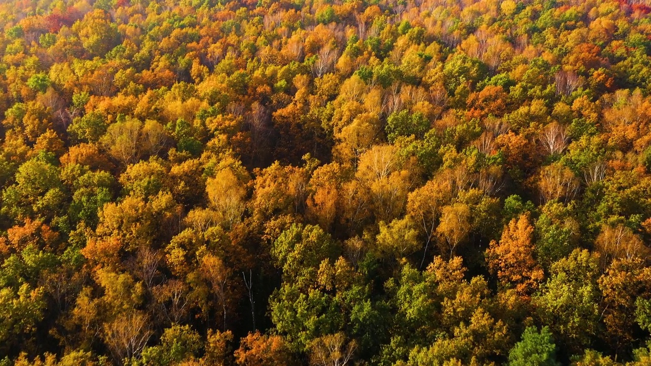 空中俯瞰的秋天森林与绿色和黄色的树木。落叶和针叶林混交林。美丽的秋天风景视频素材