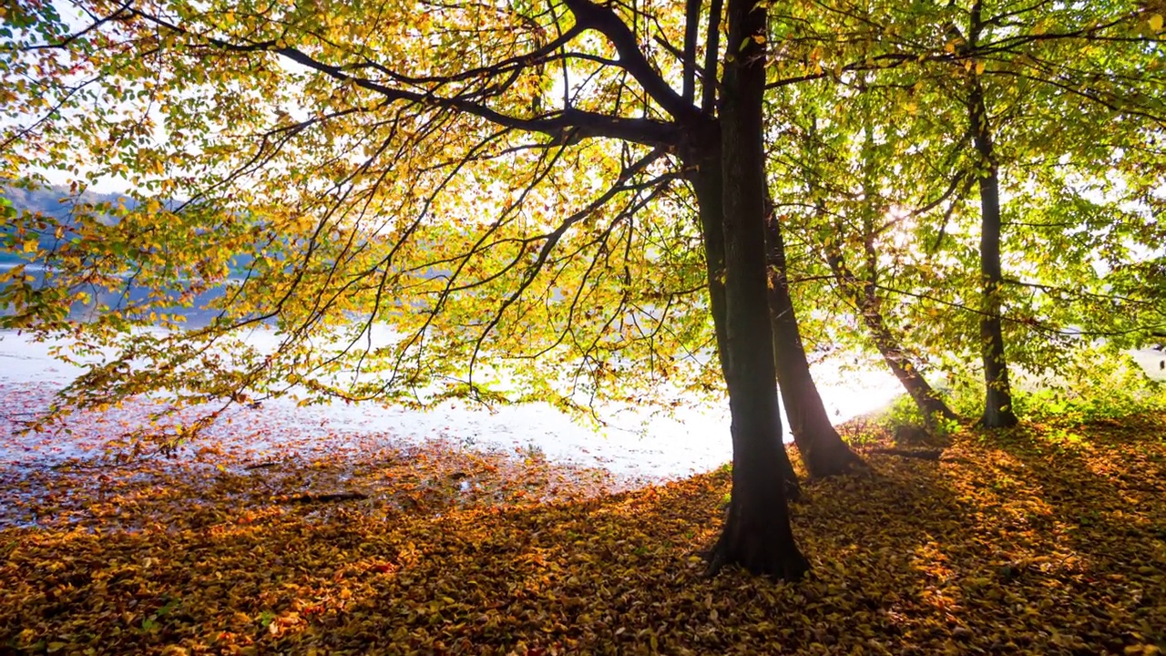 田园诗般的德国森林和湖泊景观在秋天-跟踪镜头视频素材