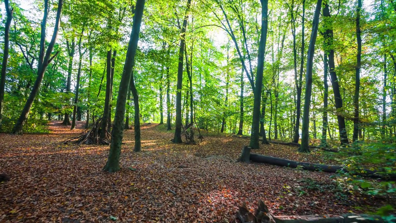 德国背光森林视频素材