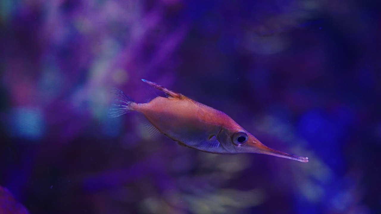 长刺鹬鱼在霓虹灯下游泳视频下载