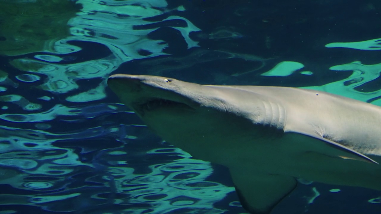 鲨鱼在水下游泳从下面看视频下载