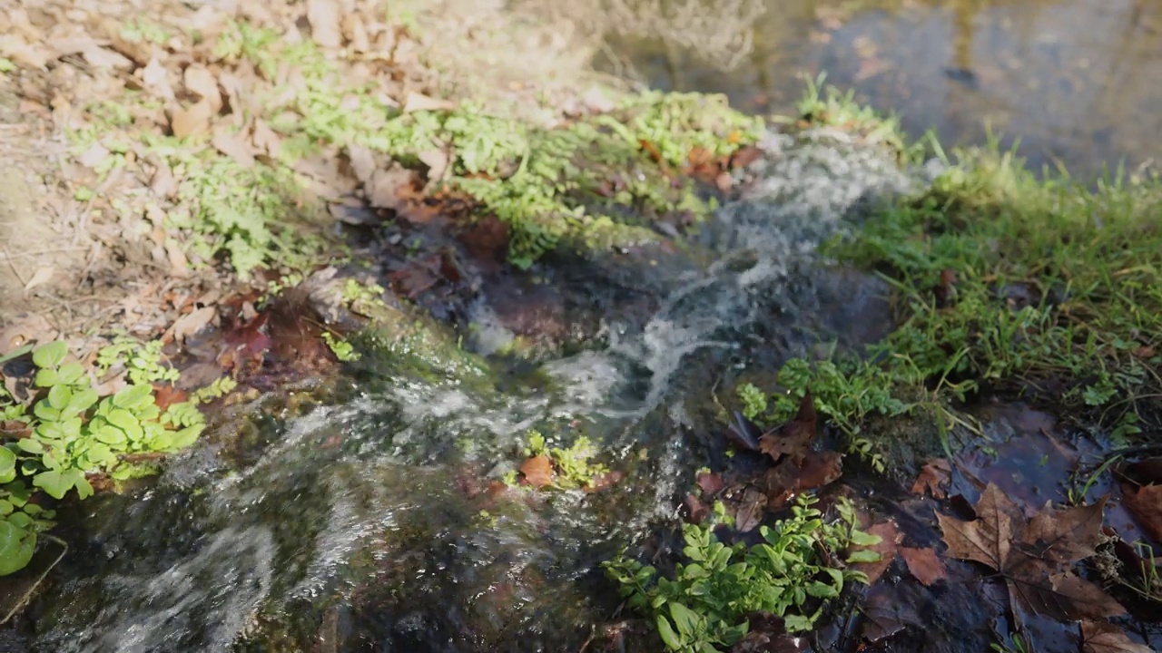 清澈的小溪流淌在草丛中视频下载