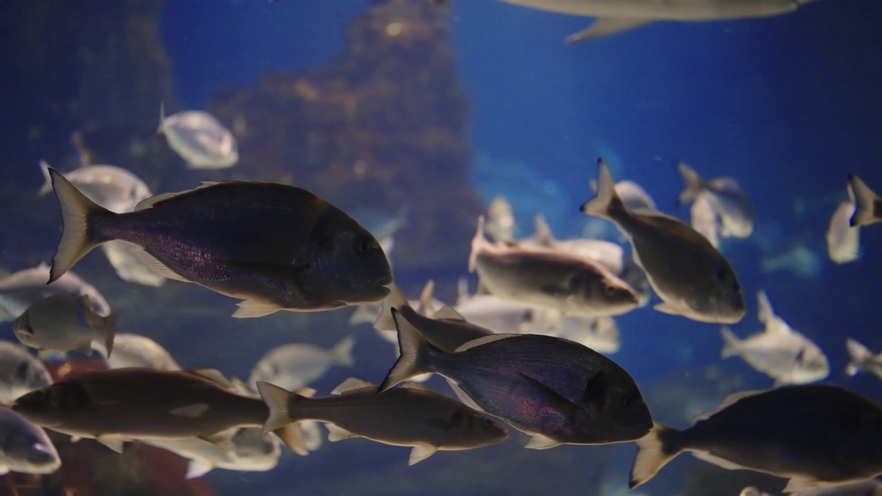 鱼缸里游泳的鱼群视频素材