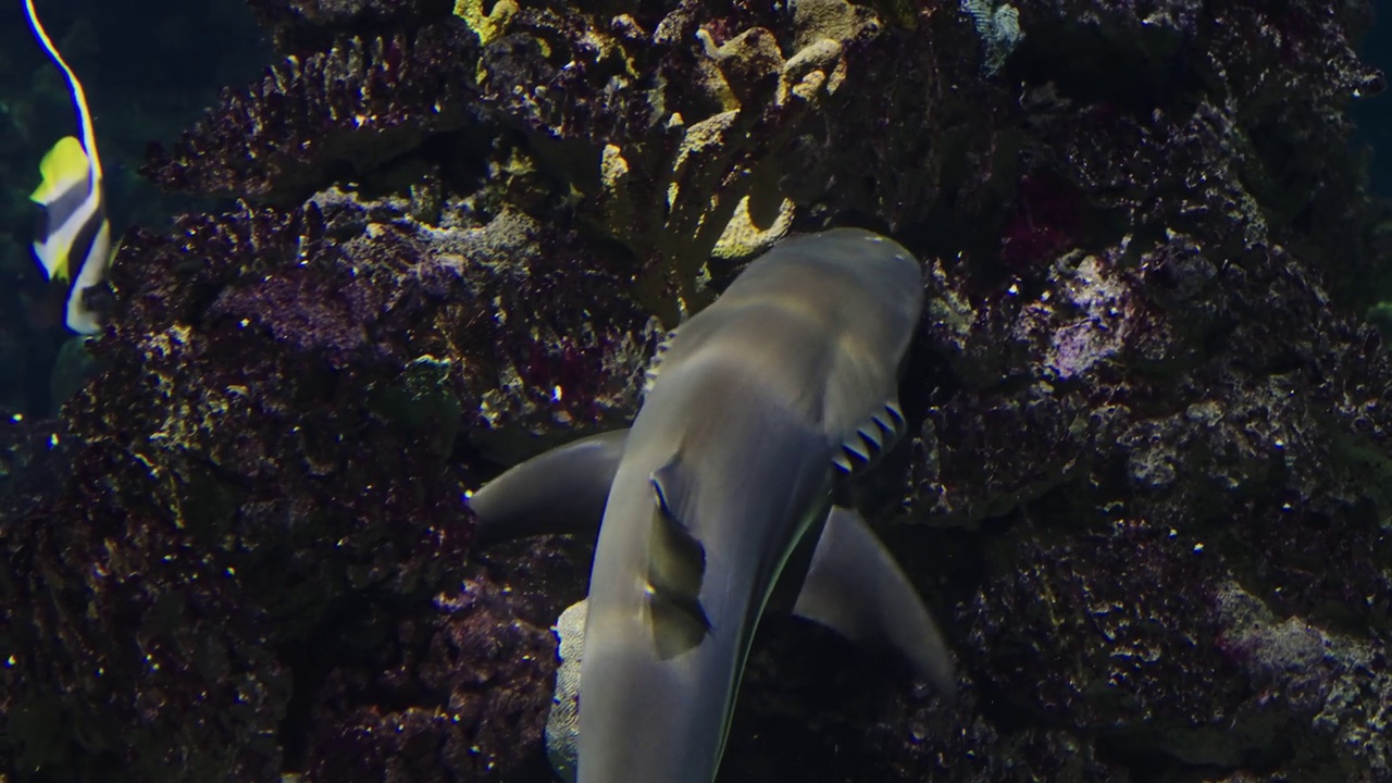 在珊瑚礁上捕食鲨鱼视频下载