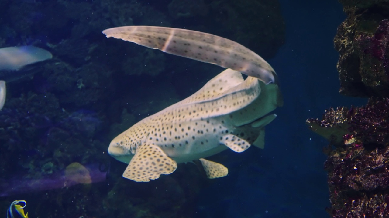 礁鲨在鱼中游动视频素材