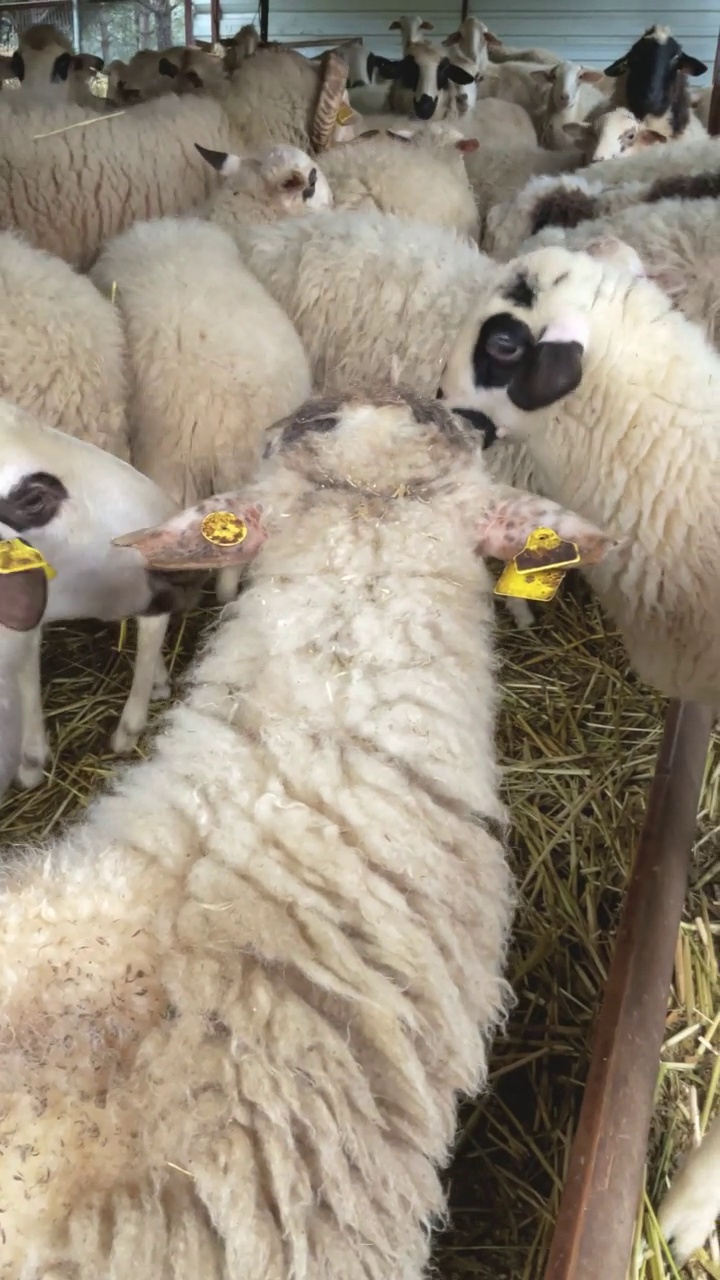 绵羊农场生产的牛奶和羊毛4k股票视频视频素材