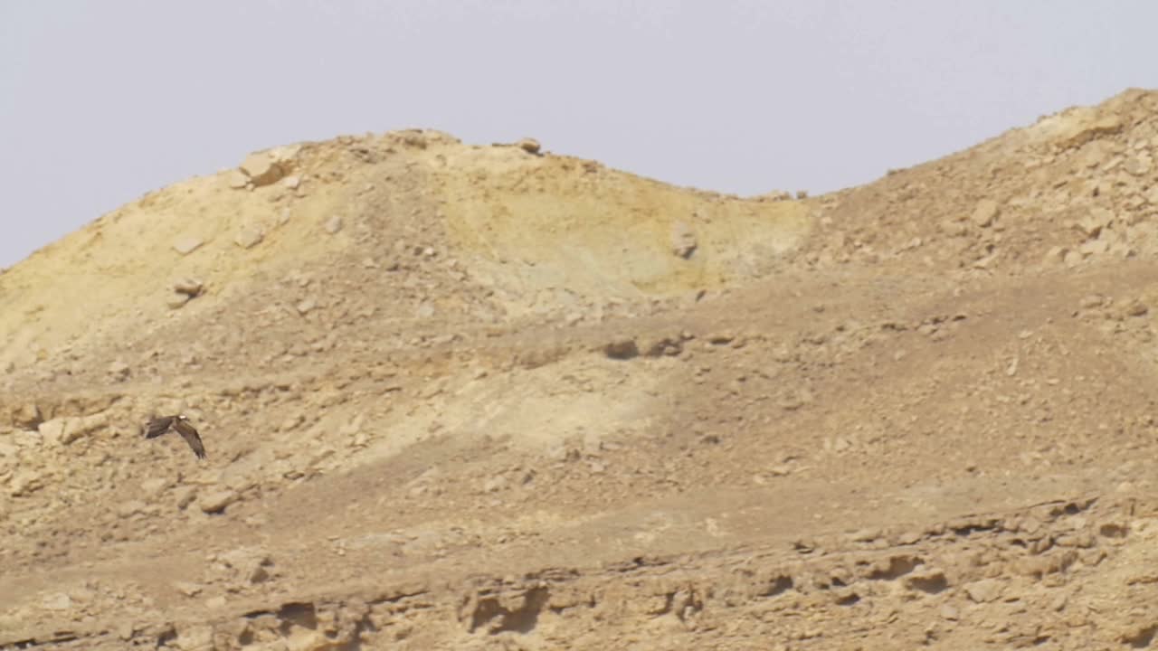 鱼鹰飞过埃拉特山脉视频素材