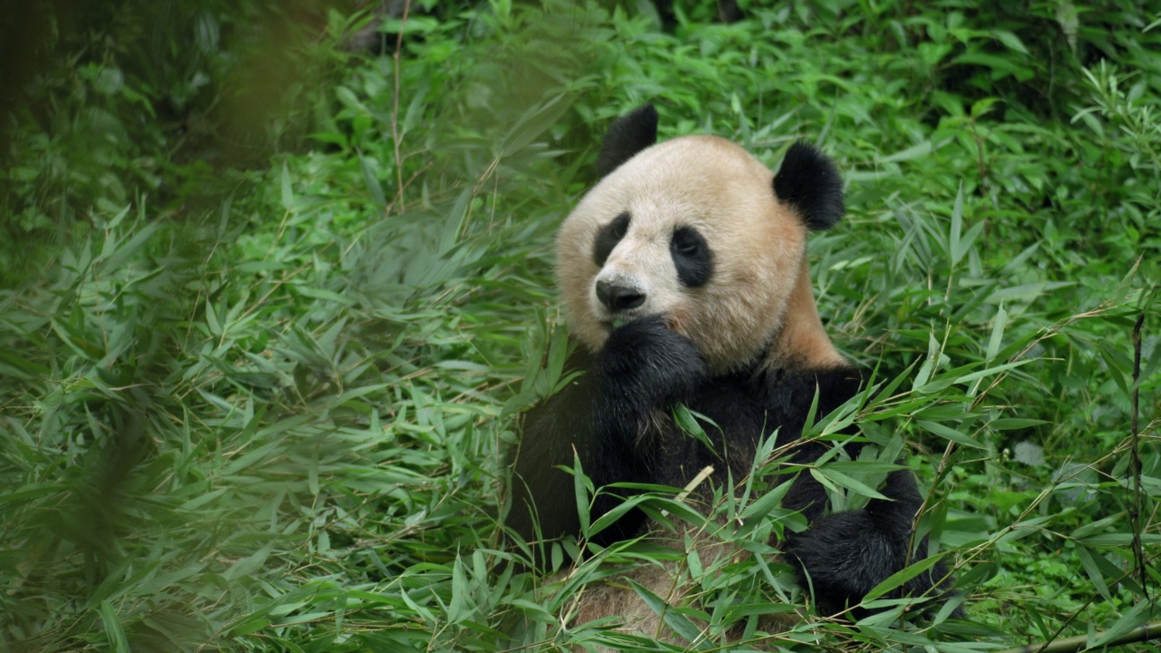 大熊猫在中国的森林里吃竹叶视频素材