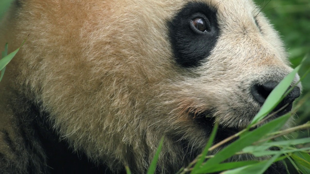 大熊猫在中国的森林里吃竹叶视频素材