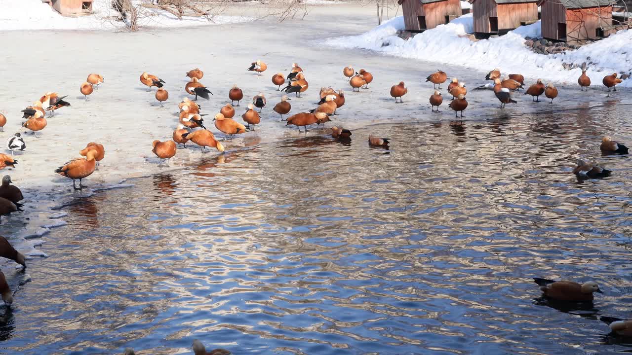 红壳鸭、花斑鸭和鸭子在解冻的湖面上游泳视频下载