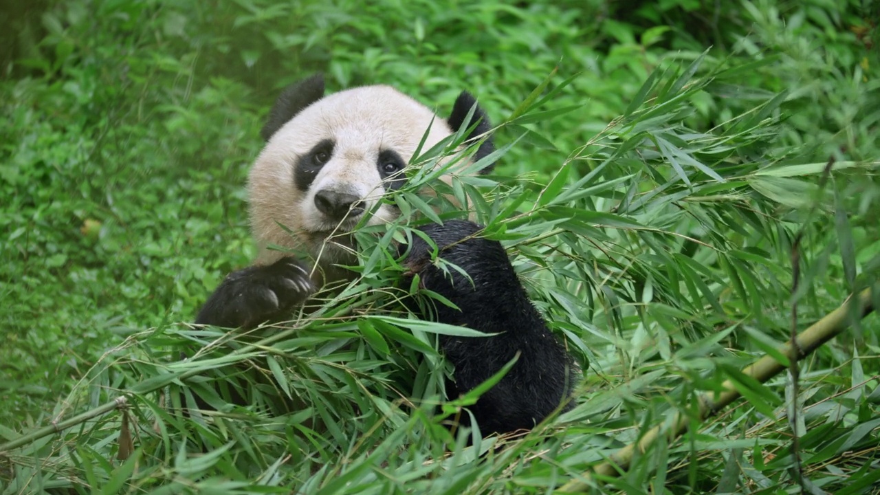 大熊猫在吃竹叶，中国视频下载