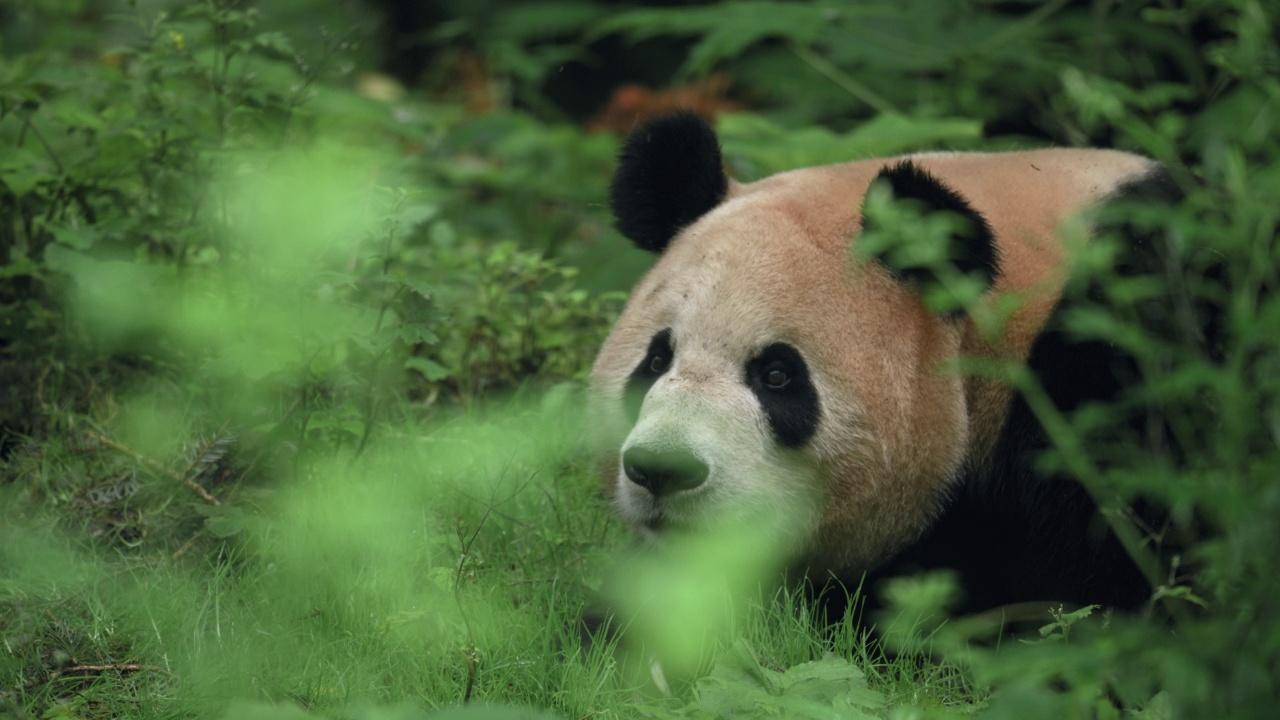 大熊猫在中国的森林里休息视频素材
