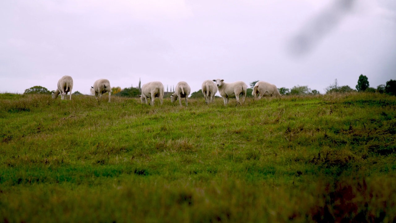 群绵羊视频素材