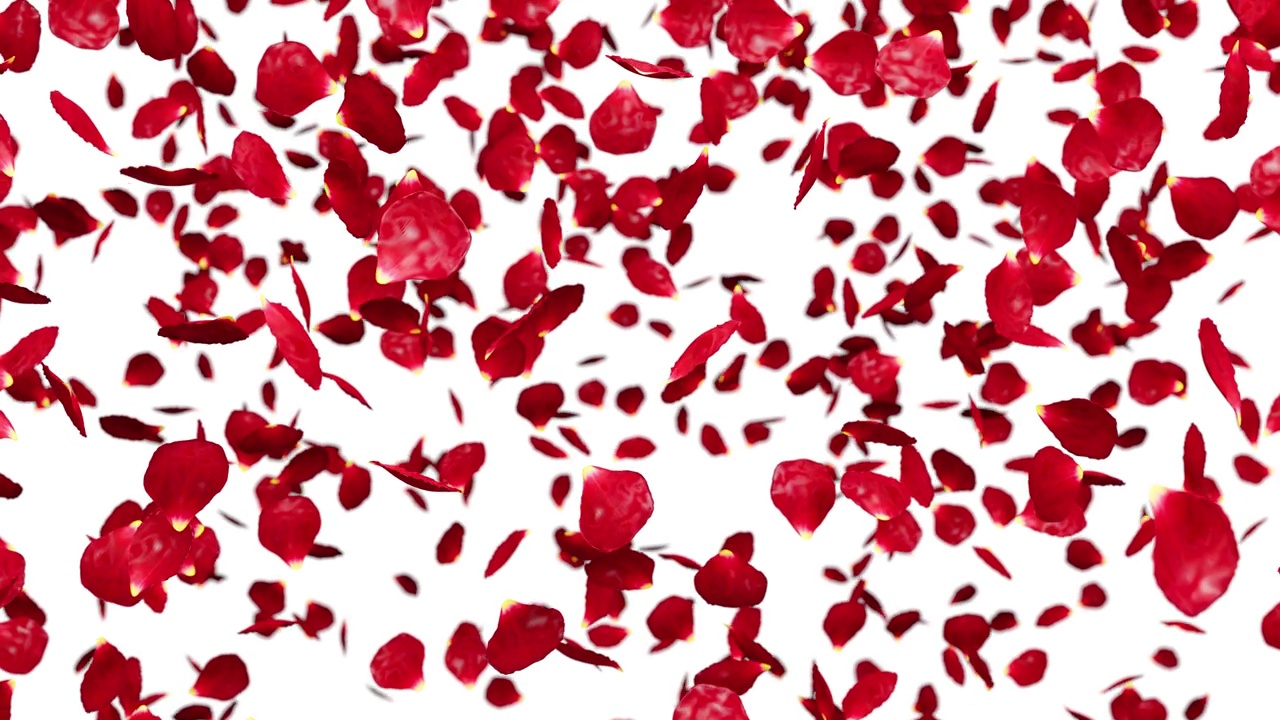 红玫瑰花瓣飞在白色孤立和绿色色度键背景。视频下载
