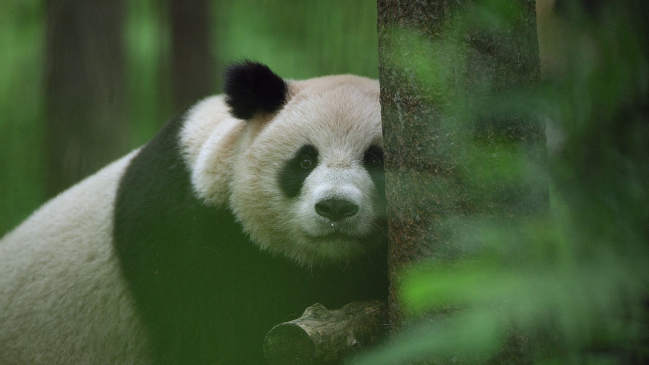 大熊猫在中国的森林里休息视频下载