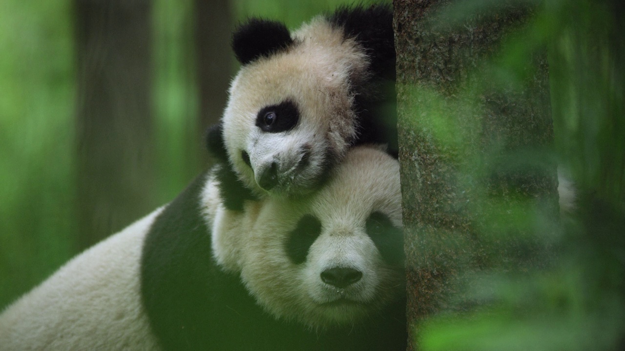 中国森林里的成年大熊猫和幼崽视频下载