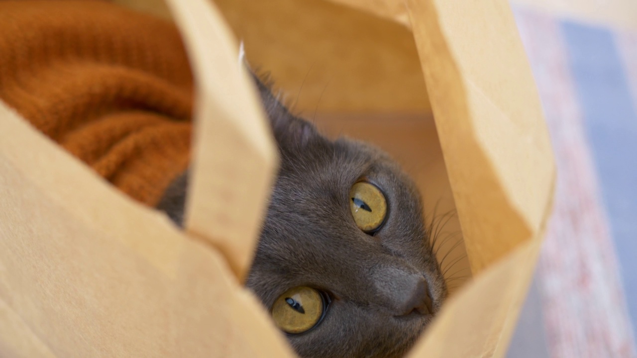 这是一只漂亮的灰猫的特写镜头，它穿着一件适合猫用的棕色毛衣，藏在一个纸袋里，玩捉迷藏。喜欢躲藏的有趣的猫。家猫作为人类的生活视频素材