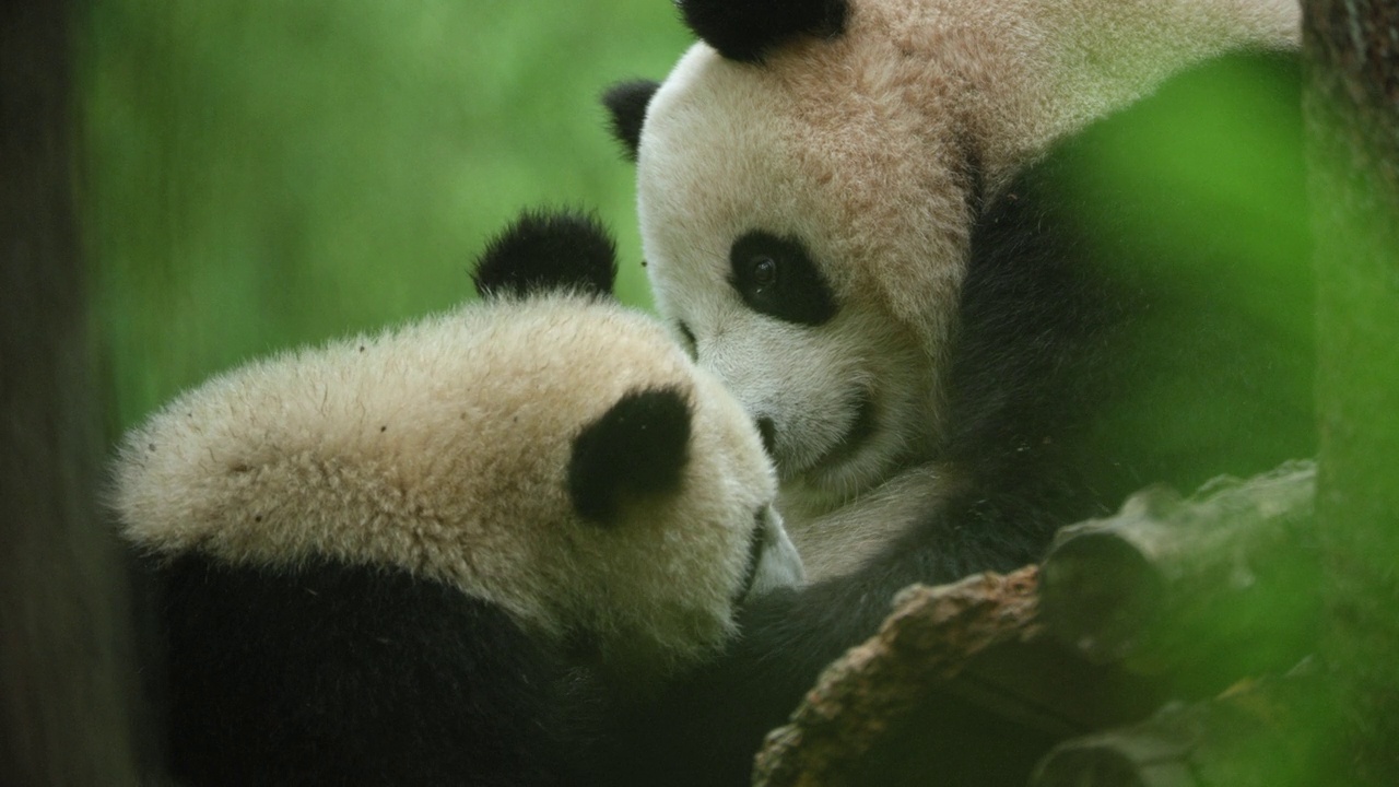 中国森林里的两只大熊猫幼崽视频下载