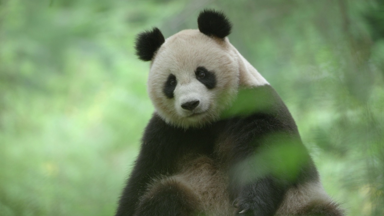 中国，大熊猫在森林里抓胳膊视频素材